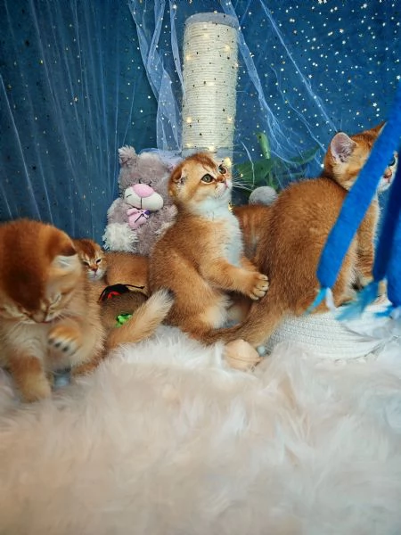 Gattini Scottish Allevamento  | Foto 1