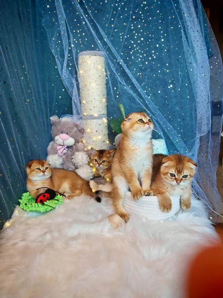 Gattini Scottish Allevamento  | Foto 0