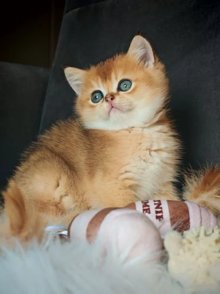 Scottish Straight gold | Foto 4