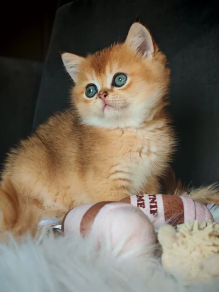 Scottish Straight gold | Foto 3