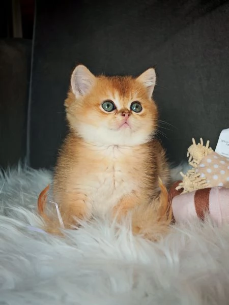 Scottish Straight gold | Foto 2