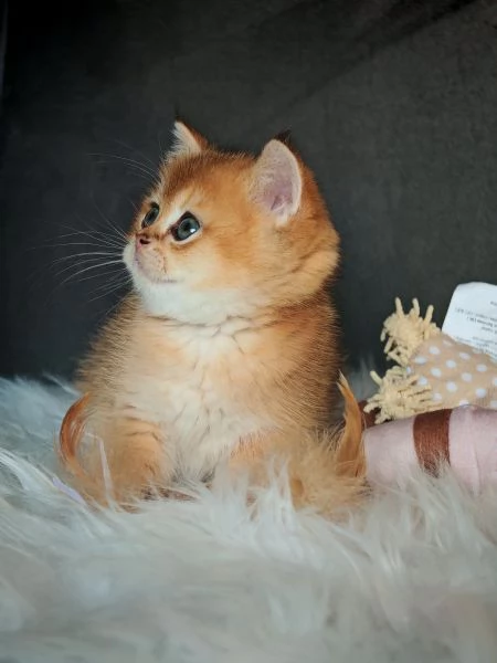 Scottish Straight gold