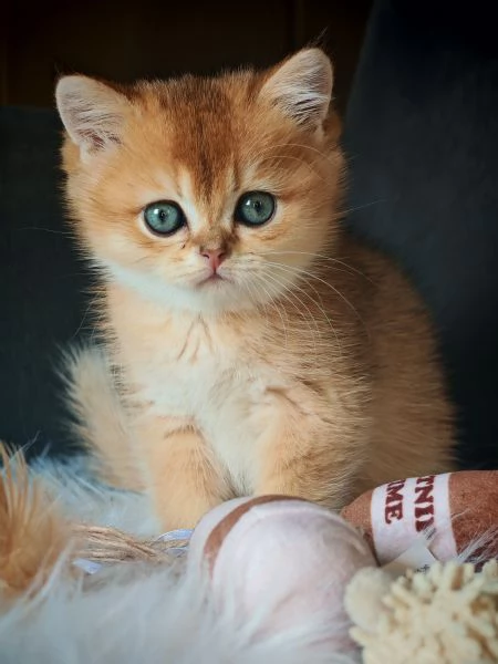 Scottish Straight gold | Foto 0