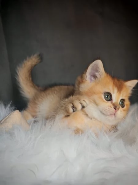 Femminuccia Scottish  | Foto 5