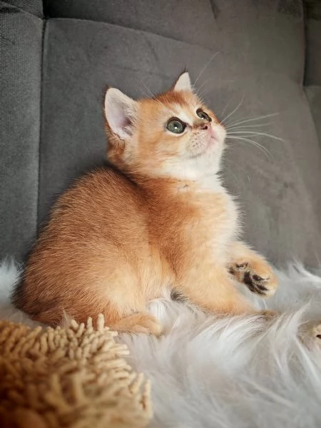 Femminuccia Scottish 