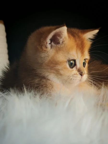 Femminuccia Scottish  | Foto 4