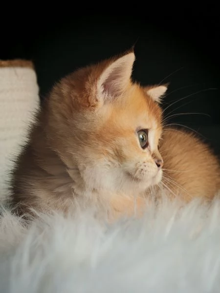 Femminuccia Scottish  | Foto 3