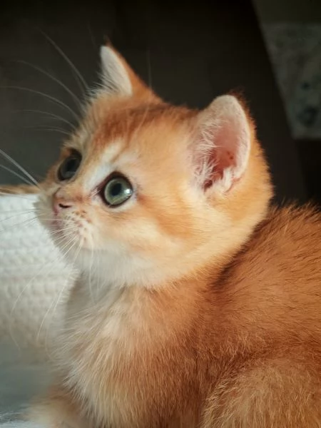 Femminuccia Scottish  | Foto 2