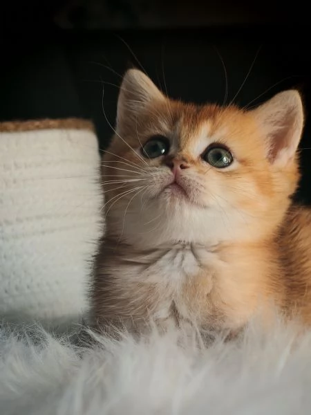 Femminuccia Scottish  | Foto 1