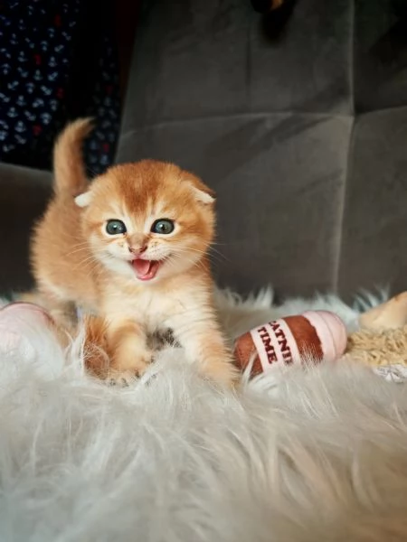 Scottish Fold | Foto 6