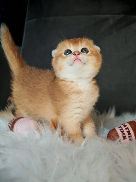 Scottish Fold | Foto 5