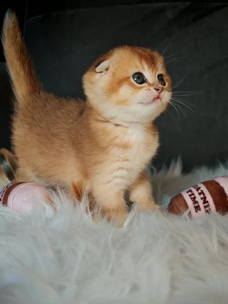 Scottish Fold | Foto 4