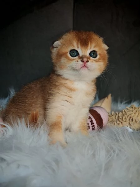 Scottish Fold | Foto 3