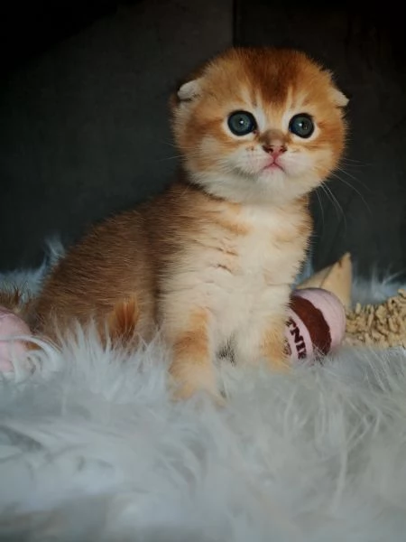 Scottish Fold | Foto 2
