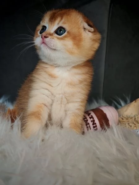 Scottish Fold | Foto 1