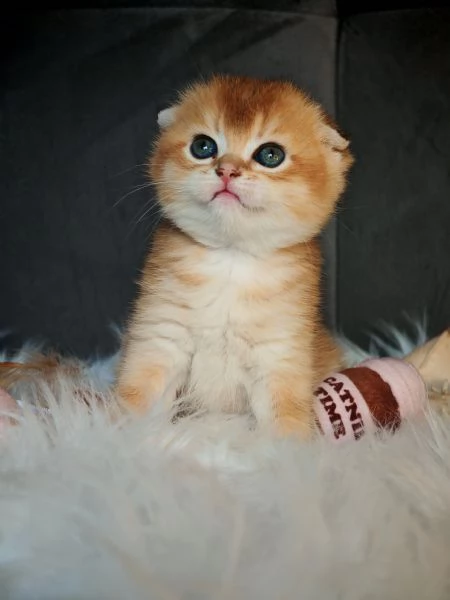 Scottish Fold