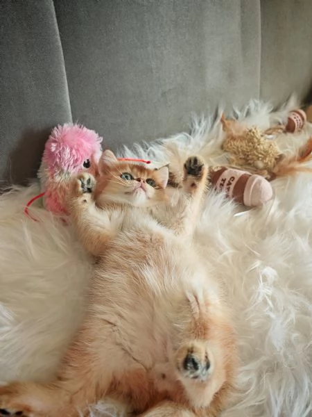 Bellissimi Cuccioli | Foto 3