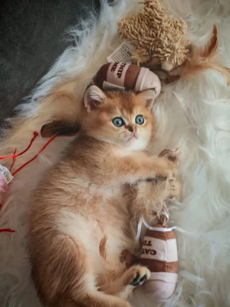 Bellissimi Cuccioli | Foto 2