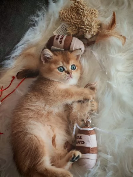 Bellissimi Cuccioli | Foto 1