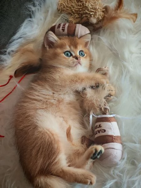 Bellissimi Cuccioli | Foto 0