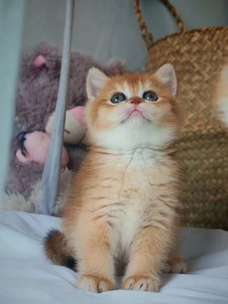 Gattini Scottish rossicci  | Foto 6