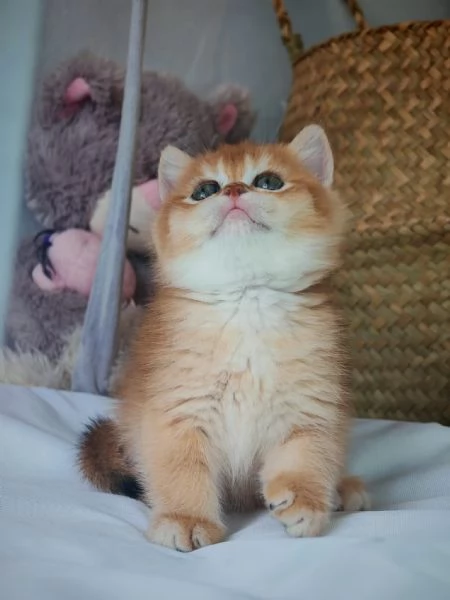 Gattini Scottish rossicci  | Foto 4