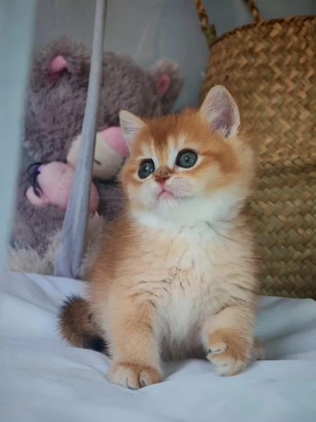 Gattini Scottish rossicci  | Foto 3