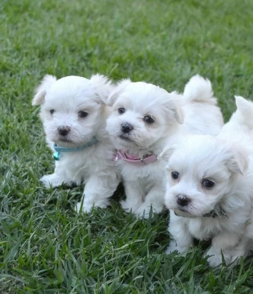 Cuccioli di maltese toy  | Foto 0