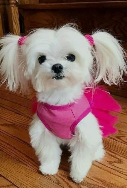 Cuccioli di maltese toy  | Foto 0