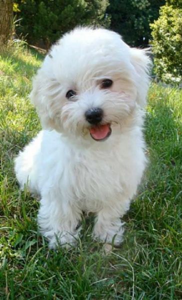 Cuccioli di maltese  | Foto 0