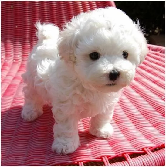 Cuccioli di maltese 