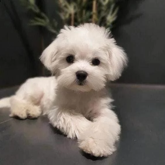 Cuccioli di maltese  | Foto 1