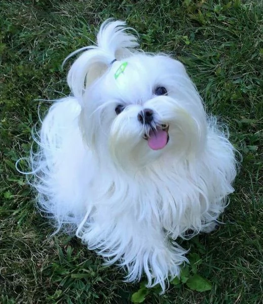 Cuccioli di maltese toy 