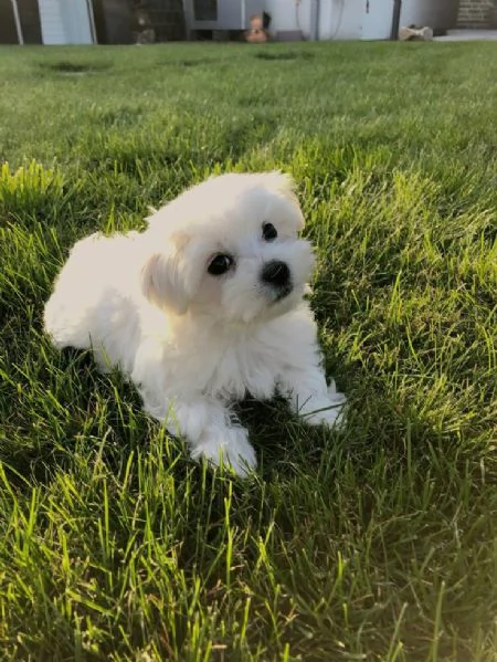 Cuccioli di maltese toy  | Foto 1