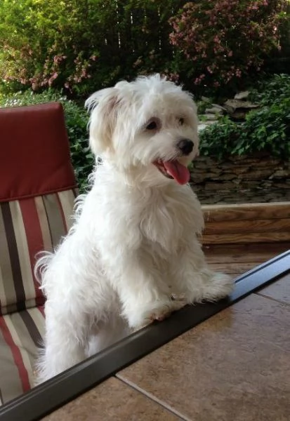 Cuccioli di maltese toy 