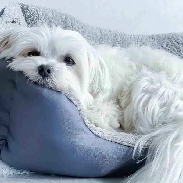 Cuccioli di maltese toy  | Foto 0