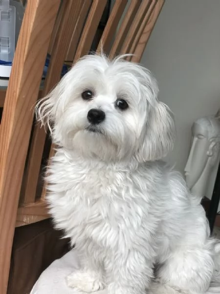 Cuccioli di maltese toy  | Foto 2