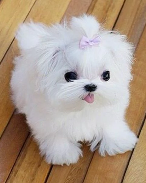 Cuccioli di maltese toy  | Foto 0