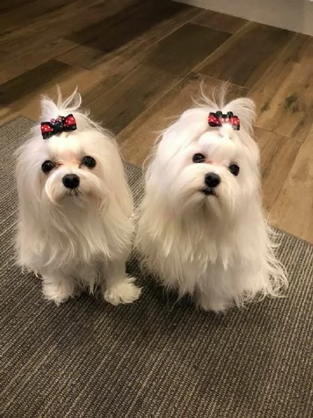 Cuccioli di maltese toy 
