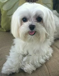 Cuccioli di maltese toy  | Foto 0