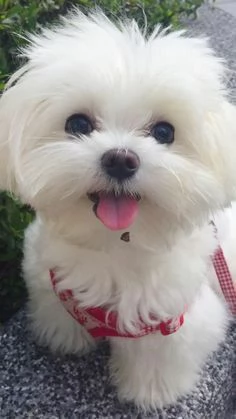 Cuccioli di maltese toy 