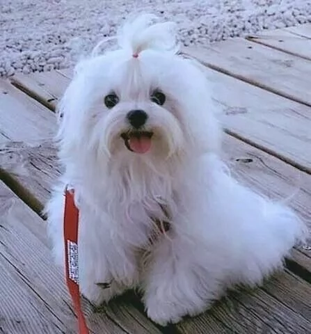 Cuccioli di maltese toy  | Foto 1
