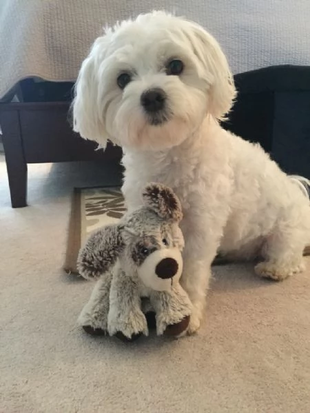 Cuccioli di maltese toy  | Foto 1