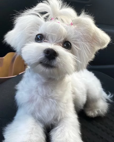 Cuccioli di maltese toy  | Foto 1