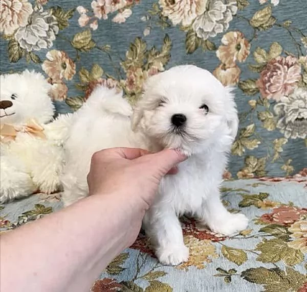 Cuccioli di maltese toy  | Foto 0