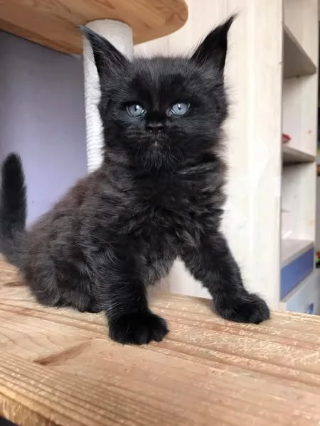 Meraviglioso cucciolo di Maine Coon disponibile | Foto 6