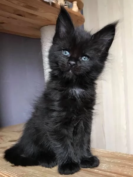 Meraviglioso cucciolo di Maine Coon disponibile
