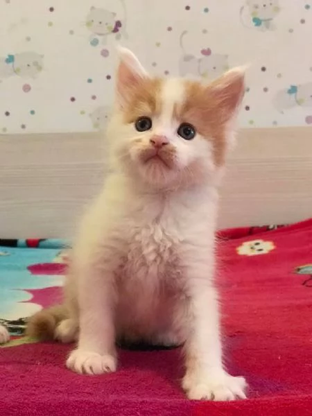 Meraviglioso cucciolo di Maine Coon disponibile | Foto 5