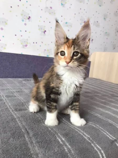 Meraviglioso cucciolo di Maine Coon disponibile | Foto 3