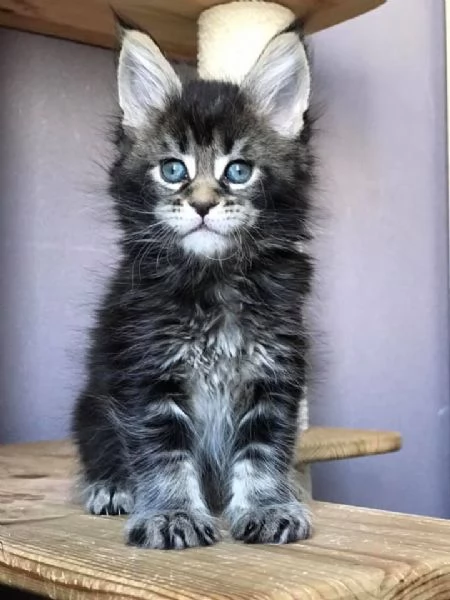 Meraviglioso cucciolo di Maine Coon disponibile | Foto 2